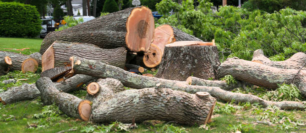 Best Commercial Tree Services  in USA